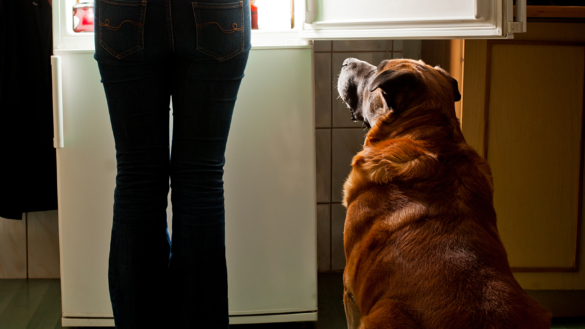 Mer än varannan katt och hund överviktig